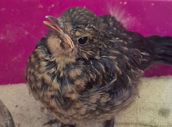 Tarquins animal rescue