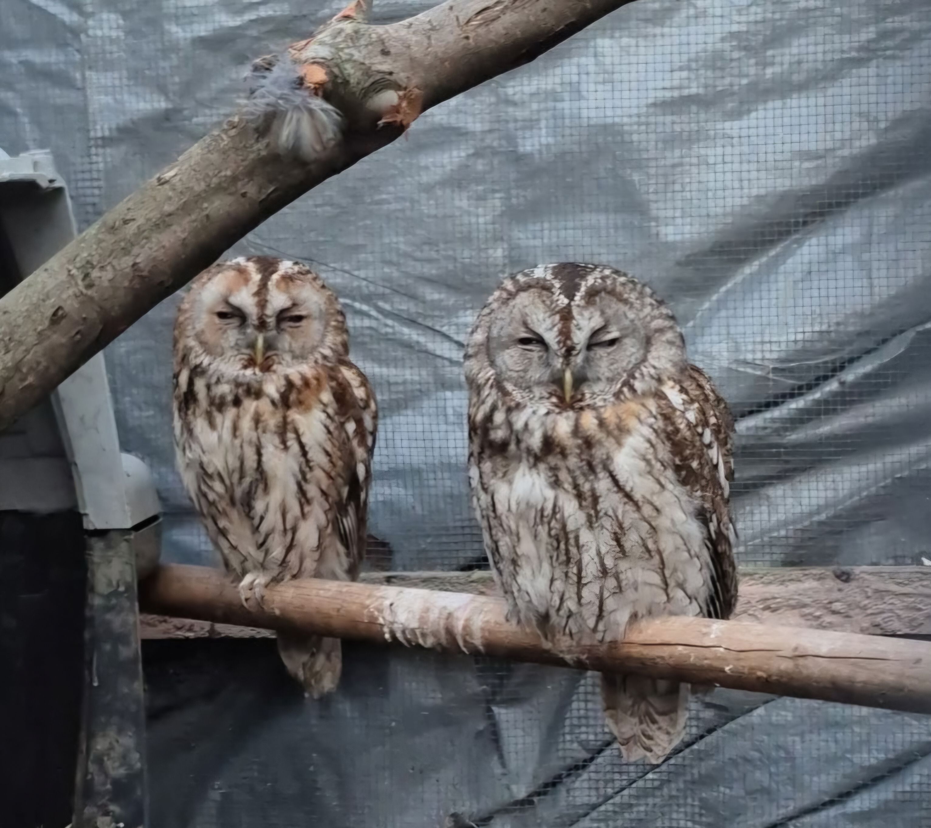 Tarquins animal rescue