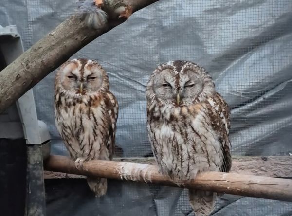 Tarquins animal rescue