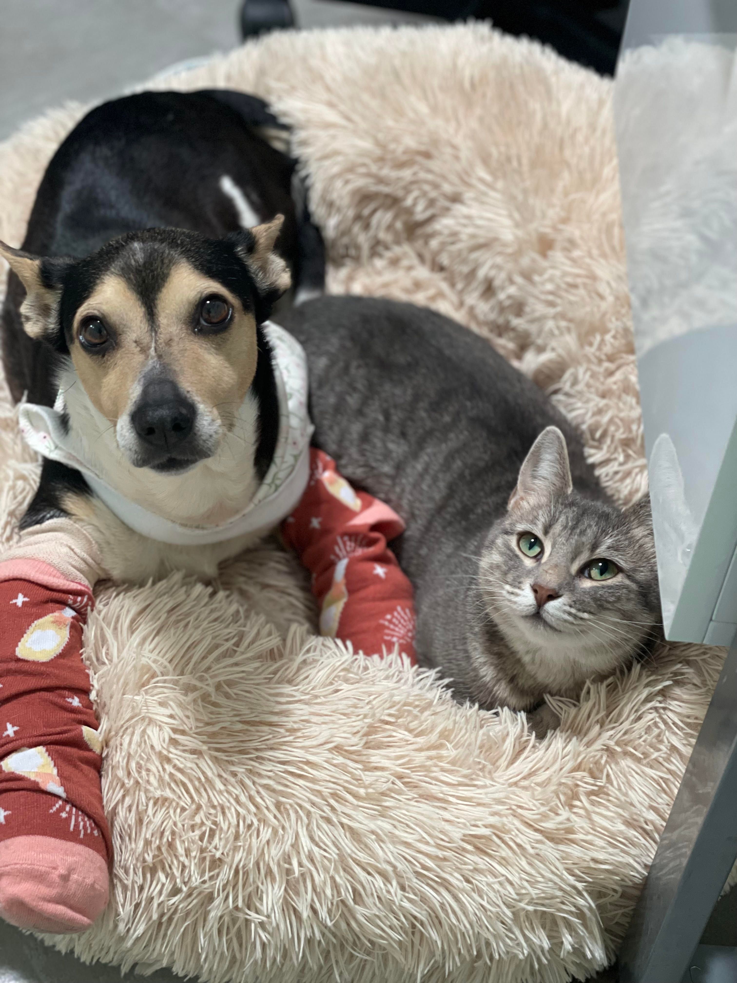 Hope for Life Rescue