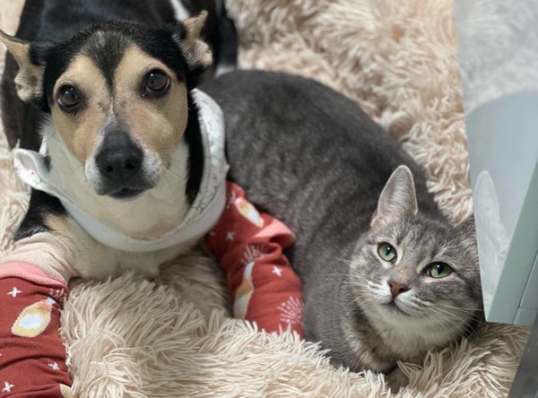 Hope for Life Rescue