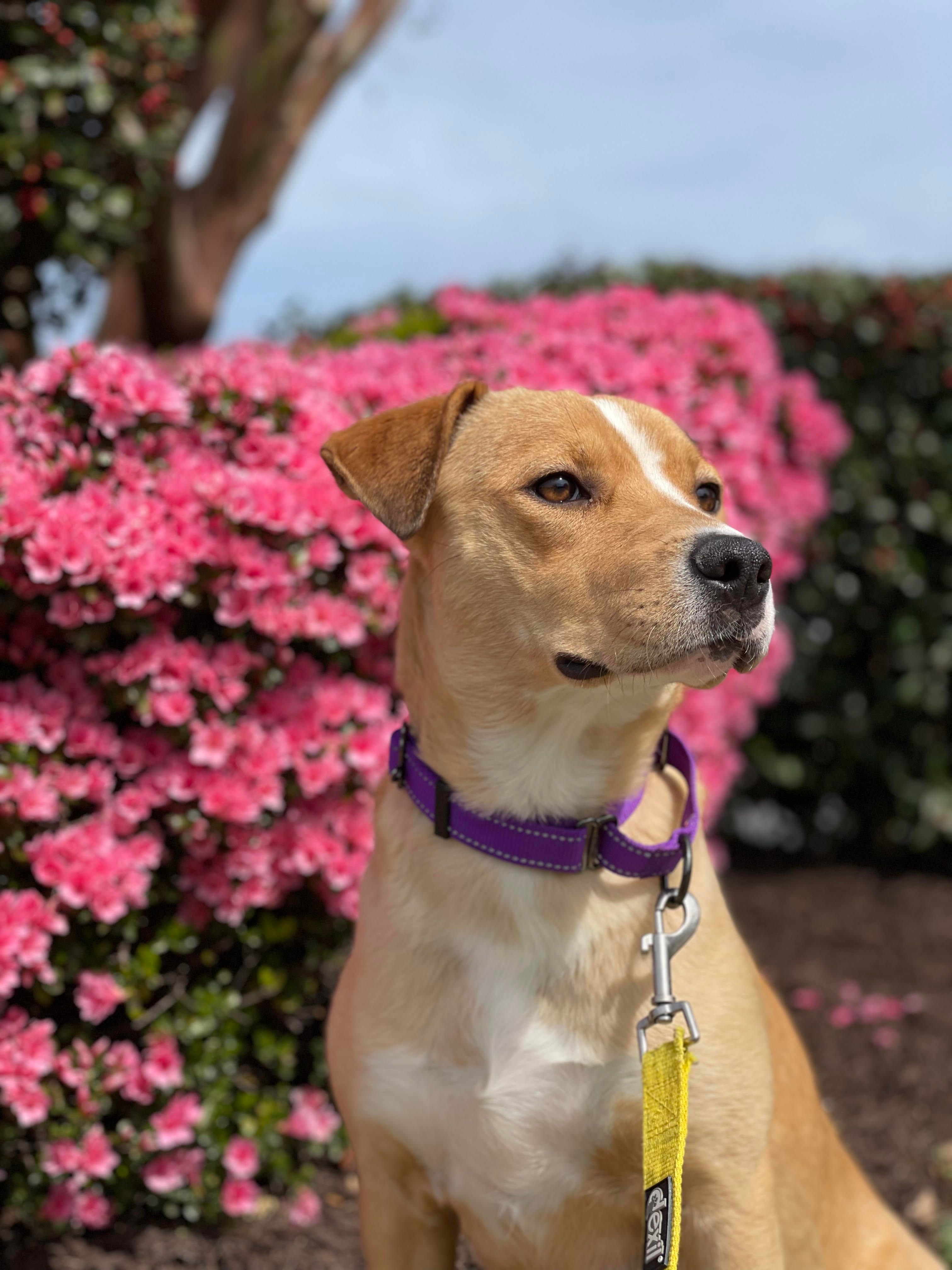 Hope for Life Rescue