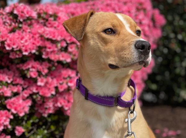 Hope for Life Rescue