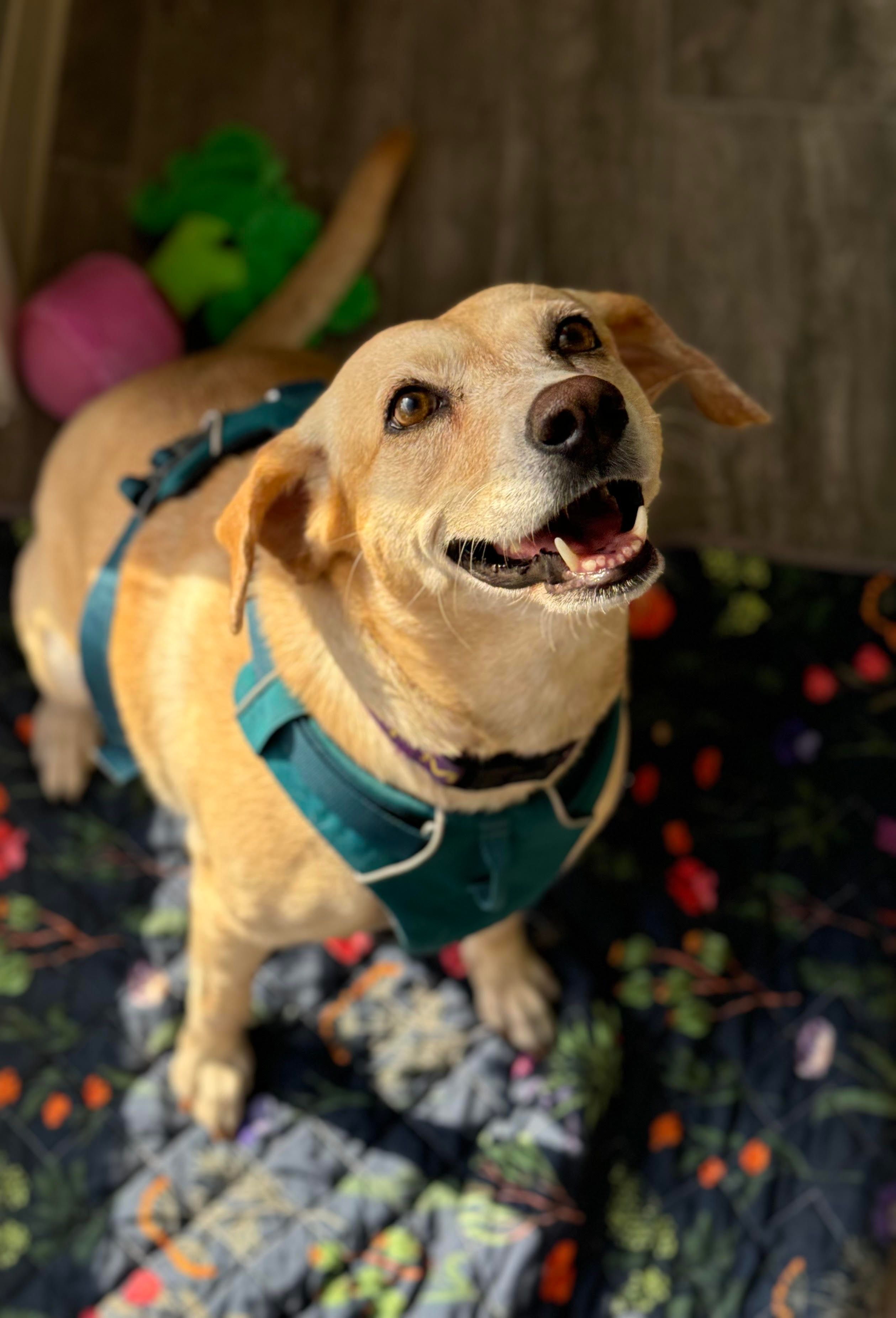 Hope for Life Rescue