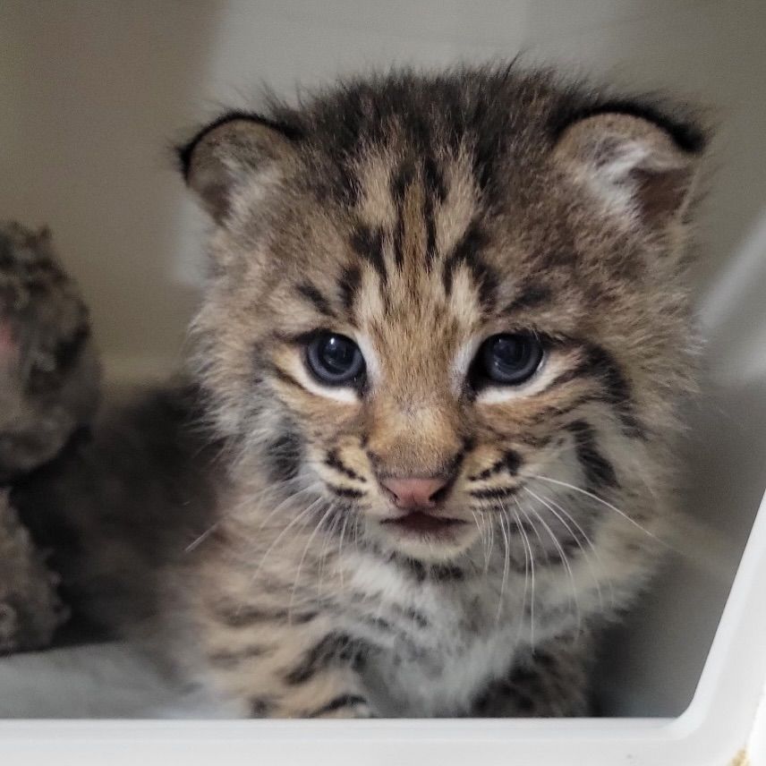 North Texas Wildlife Center
