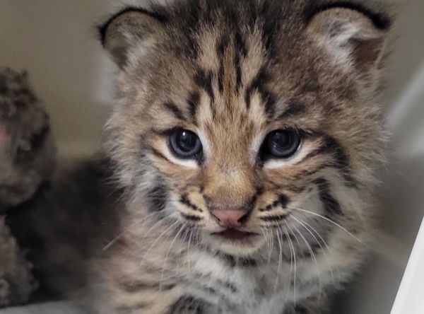 North Texas Wildlife Center