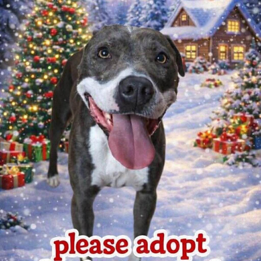 Unchained souls canine rescue