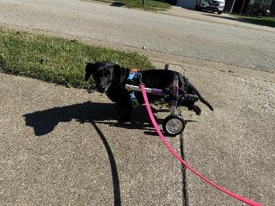 Kentucky Dachshund Rescue, Inc