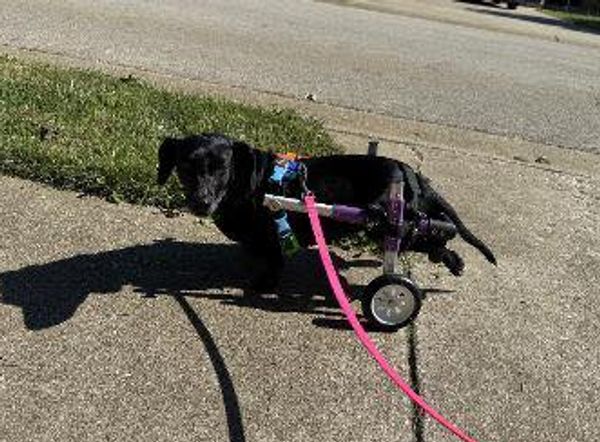 Kentucky Dachshund Rescue, Inc