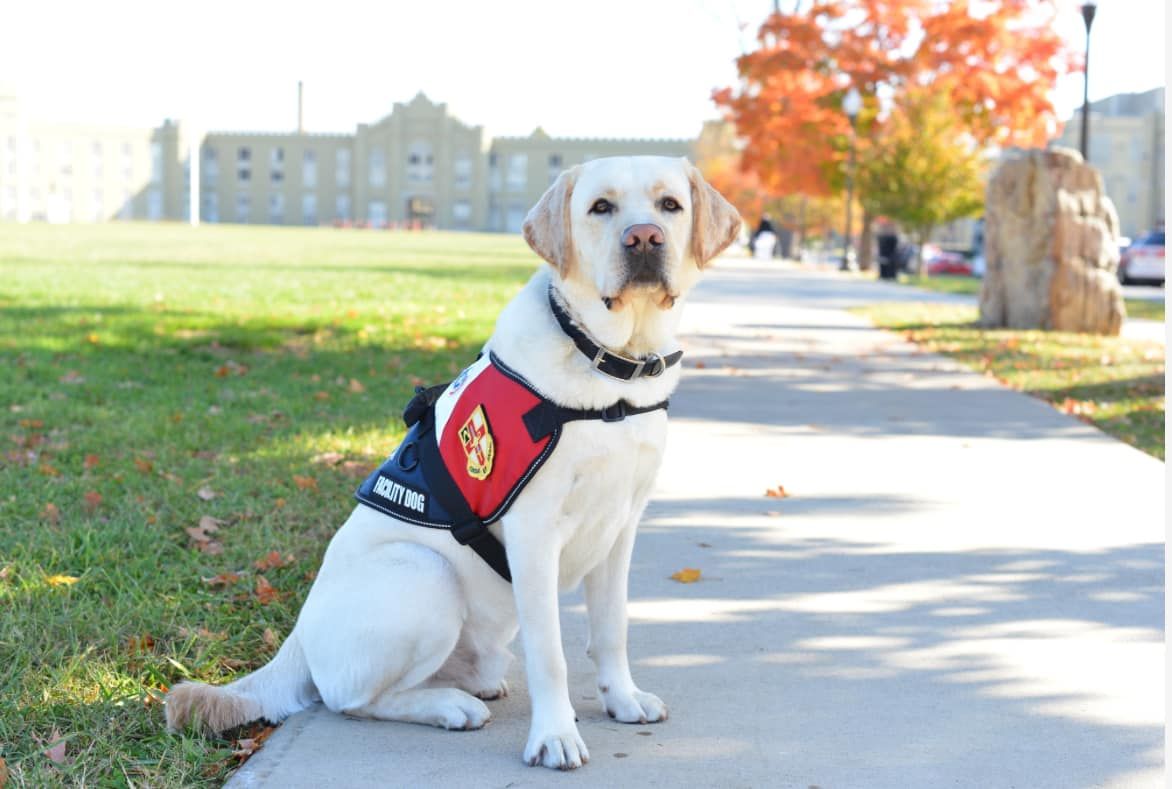 Mutts With A Mission