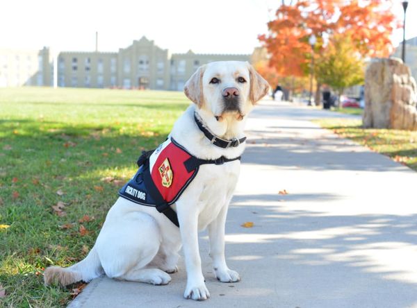 Mutts With A Mission