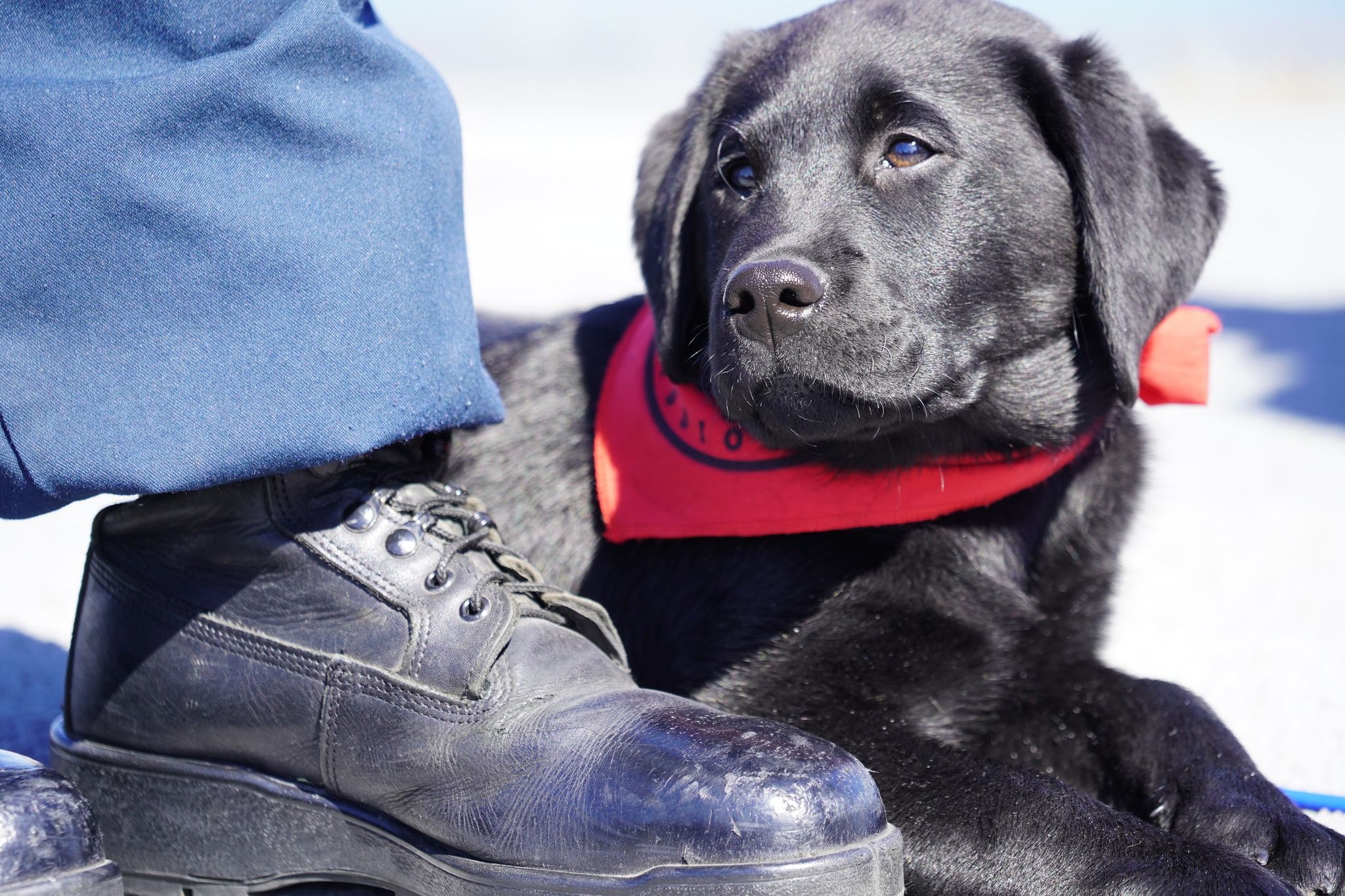 Mutts With A Mission