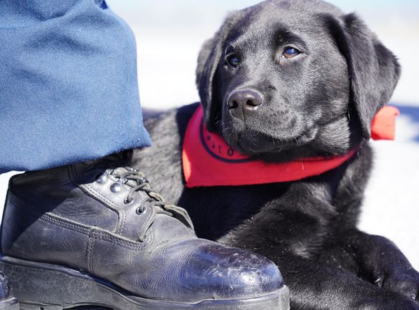 Mutts With A Mission