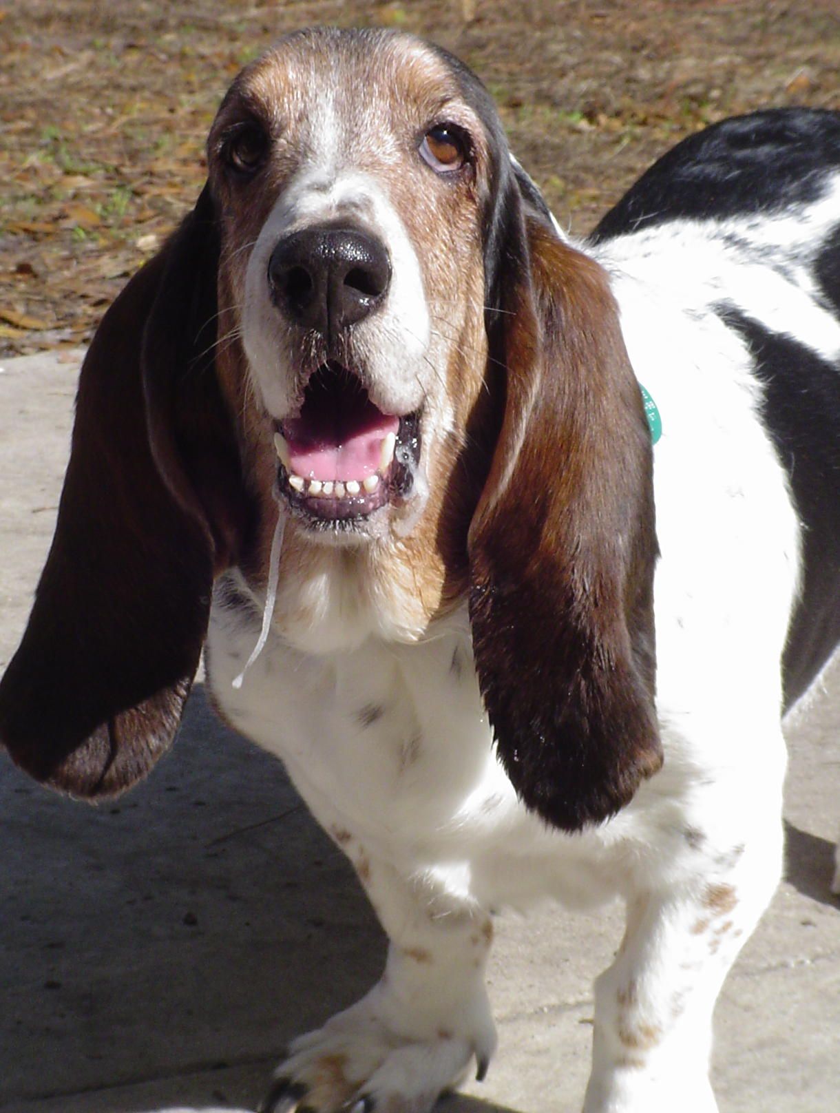 Senior Houndsabound, Inc