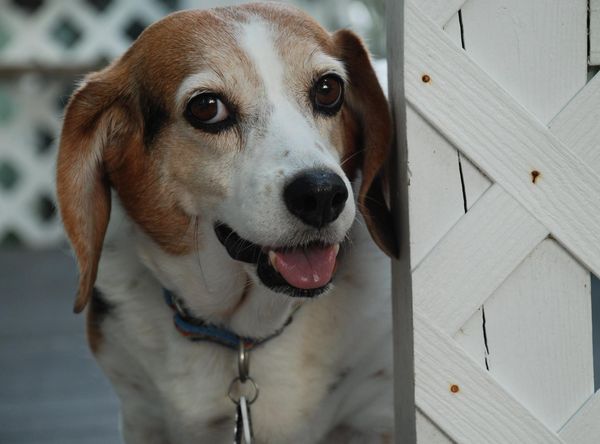 Senior Houndsabound, Inc