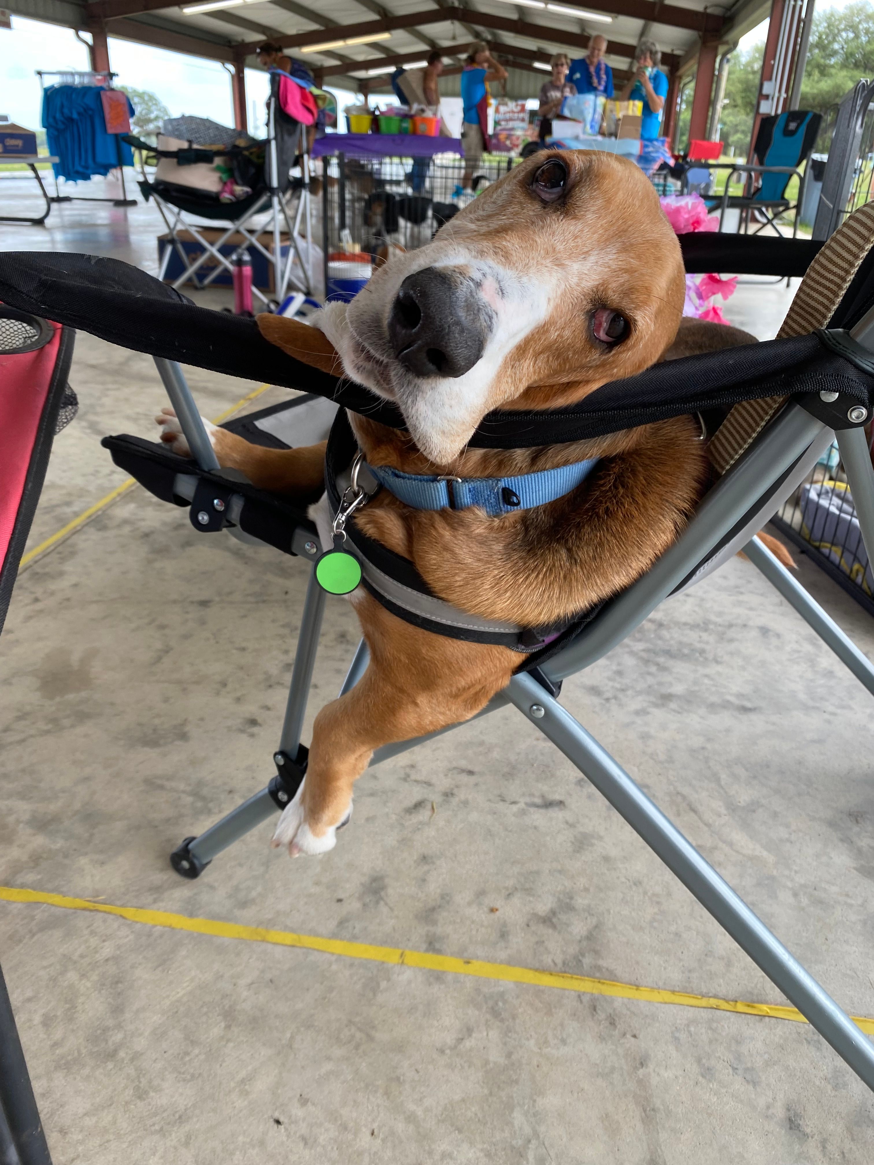 Senior Houndsabound, Inc