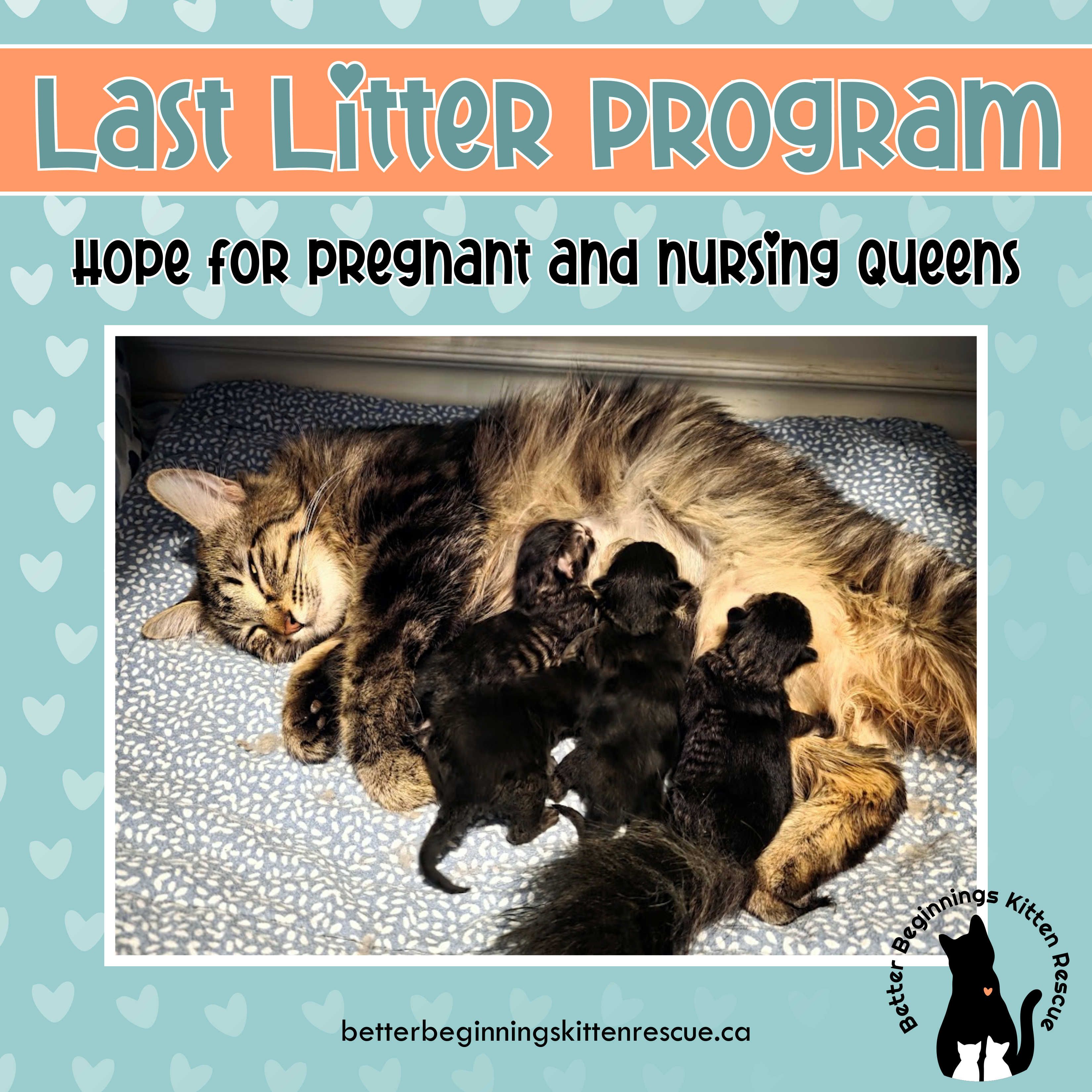 Better beginnings kitten rescue