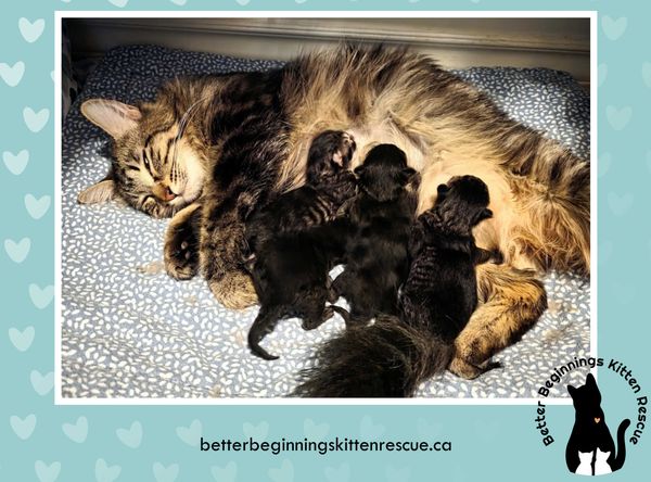 Better beginnings kitten rescue