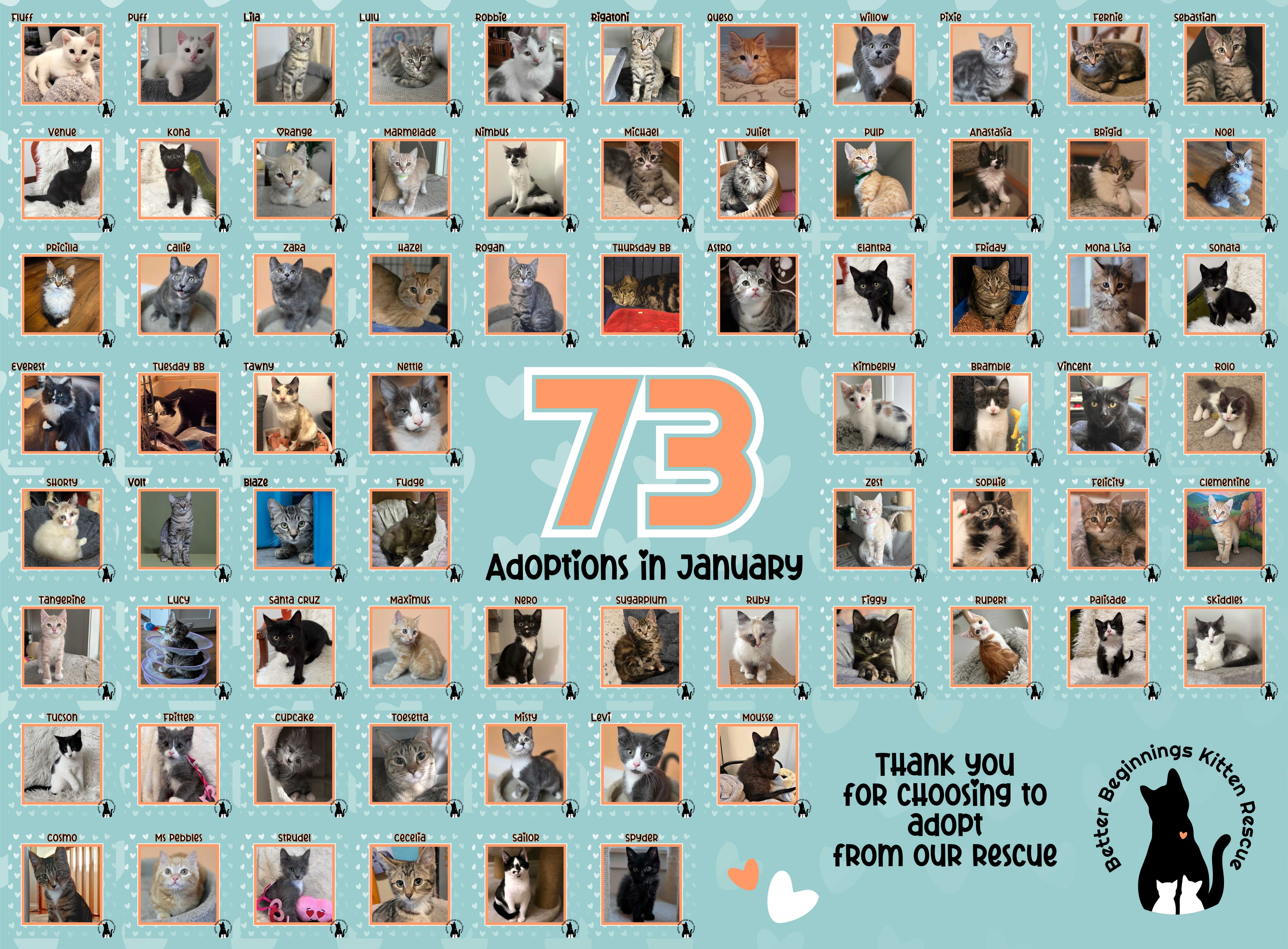 Better beginnings kitten rescue