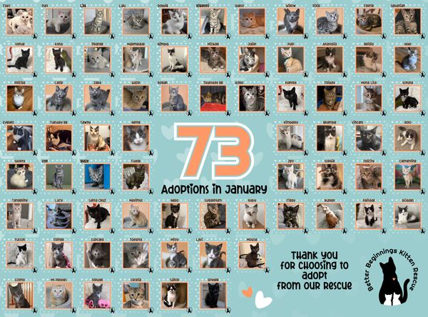 Better beginnings kitten rescue