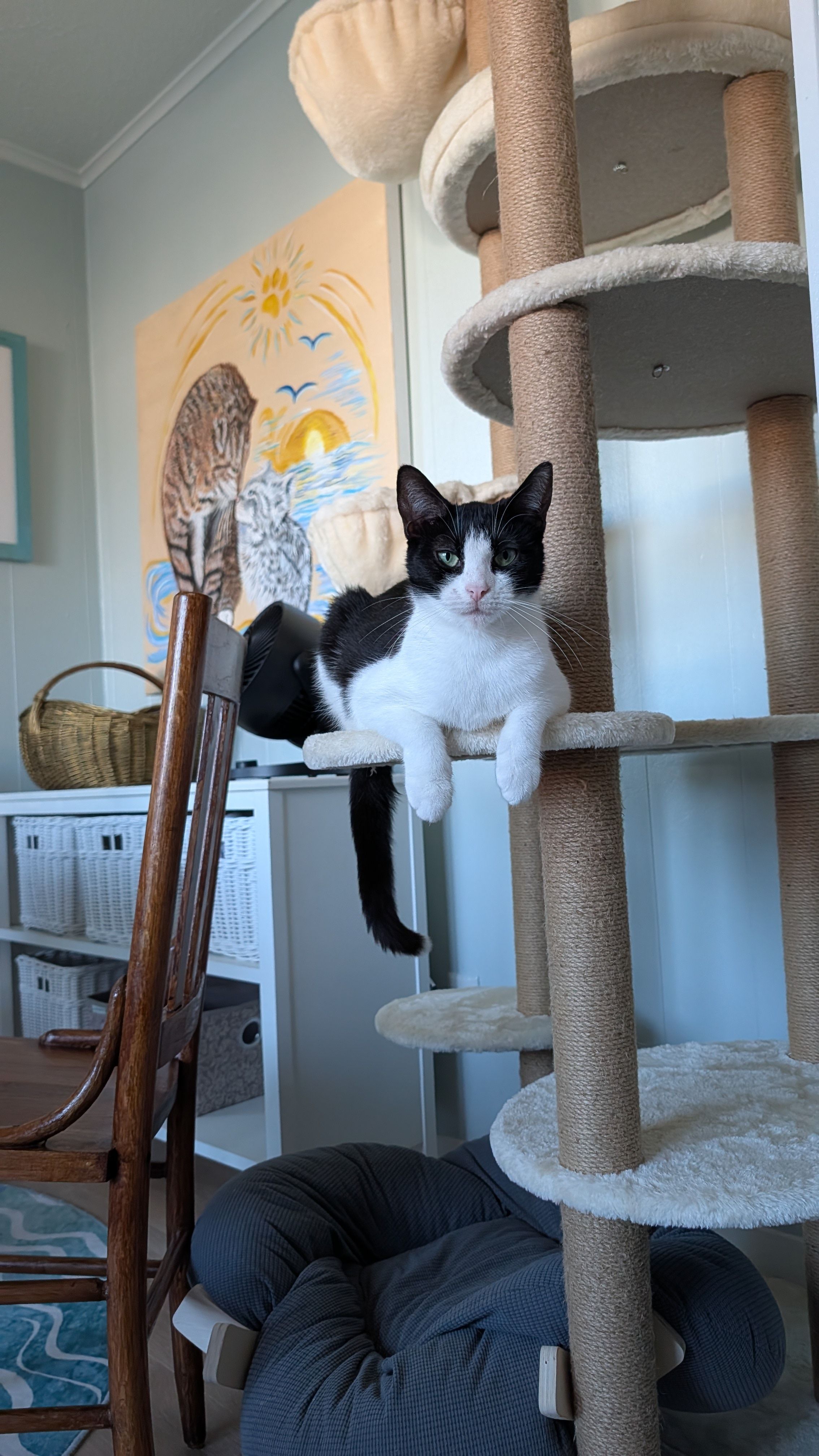 Katie Cats Rescue