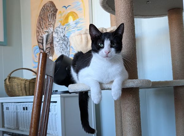 Katie Cats Rescue
