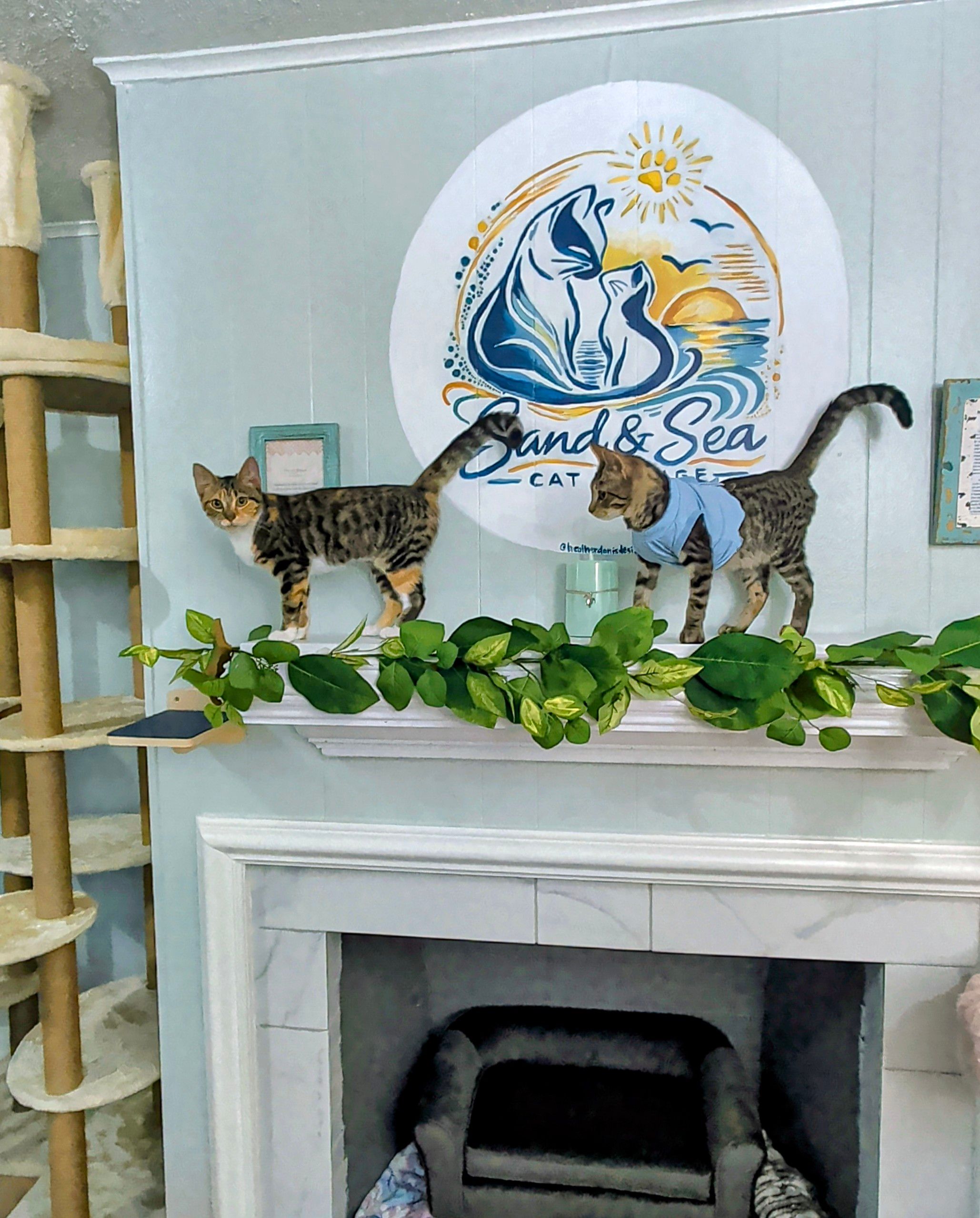 Katie Cats Rescue