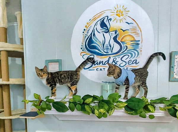 Katie Cats Rescue