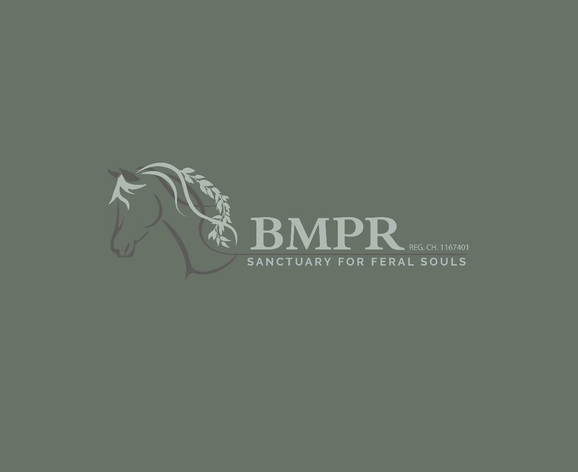 Bodmin Moorland Pony Rehabilitation