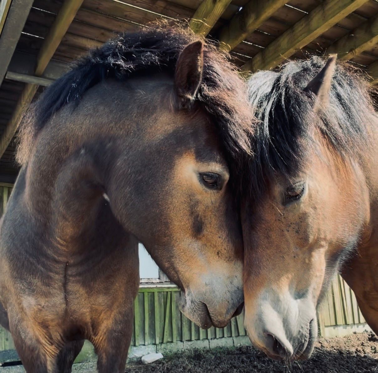 Bodmin Moorland Pony Rehabilitation