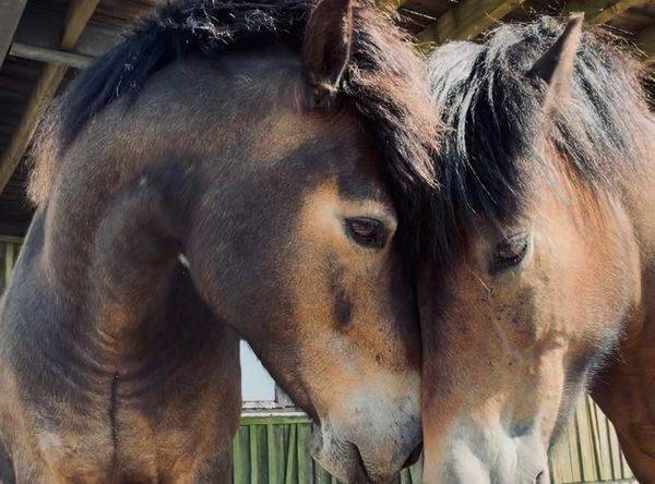 Bodmin Moorland Pony Rehabilitation