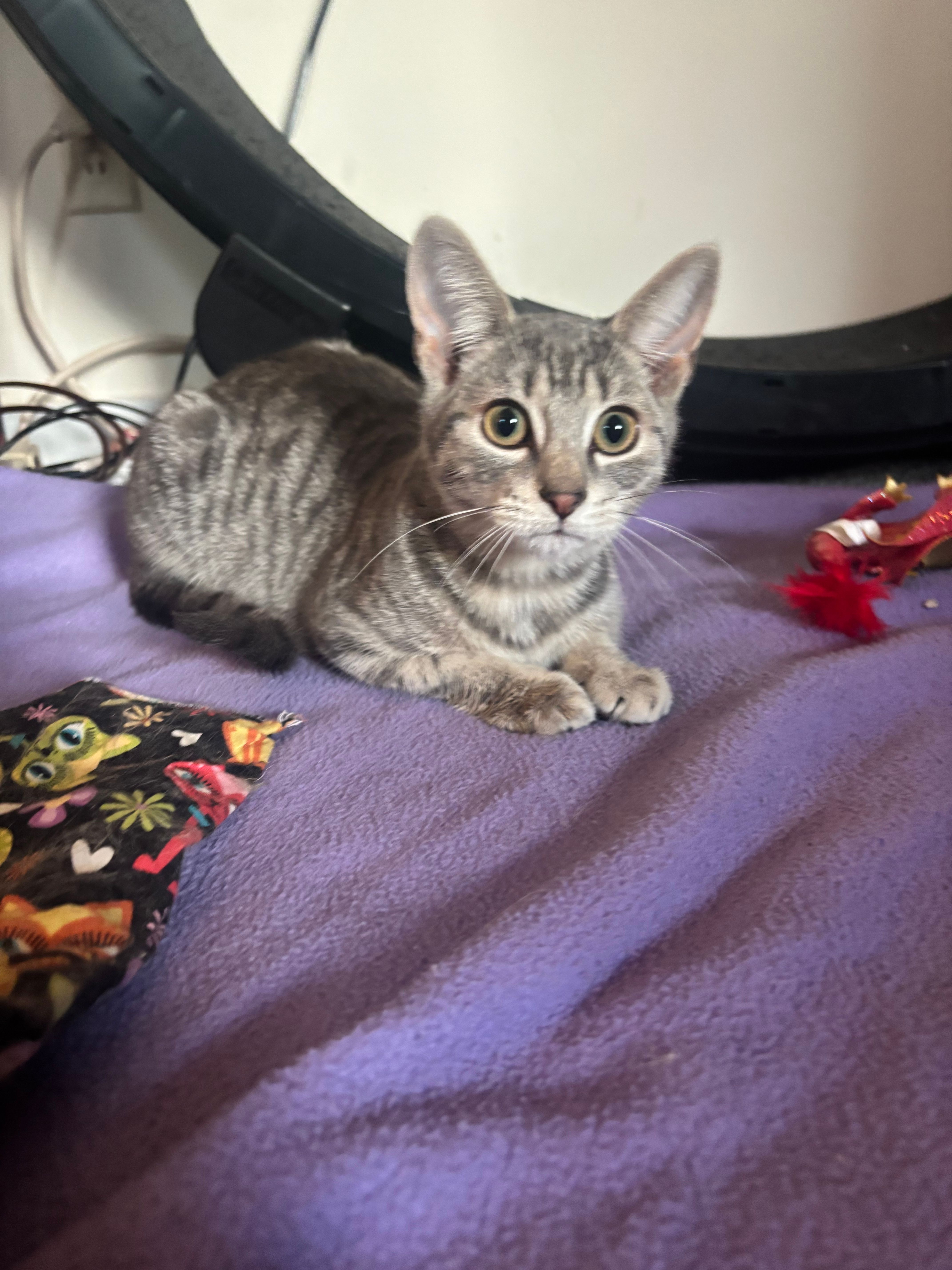 Special Kitty Cat Rescue