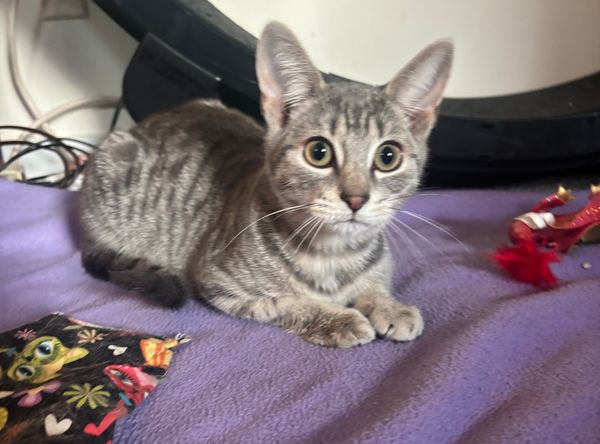 Special Kitty Cat Rescue