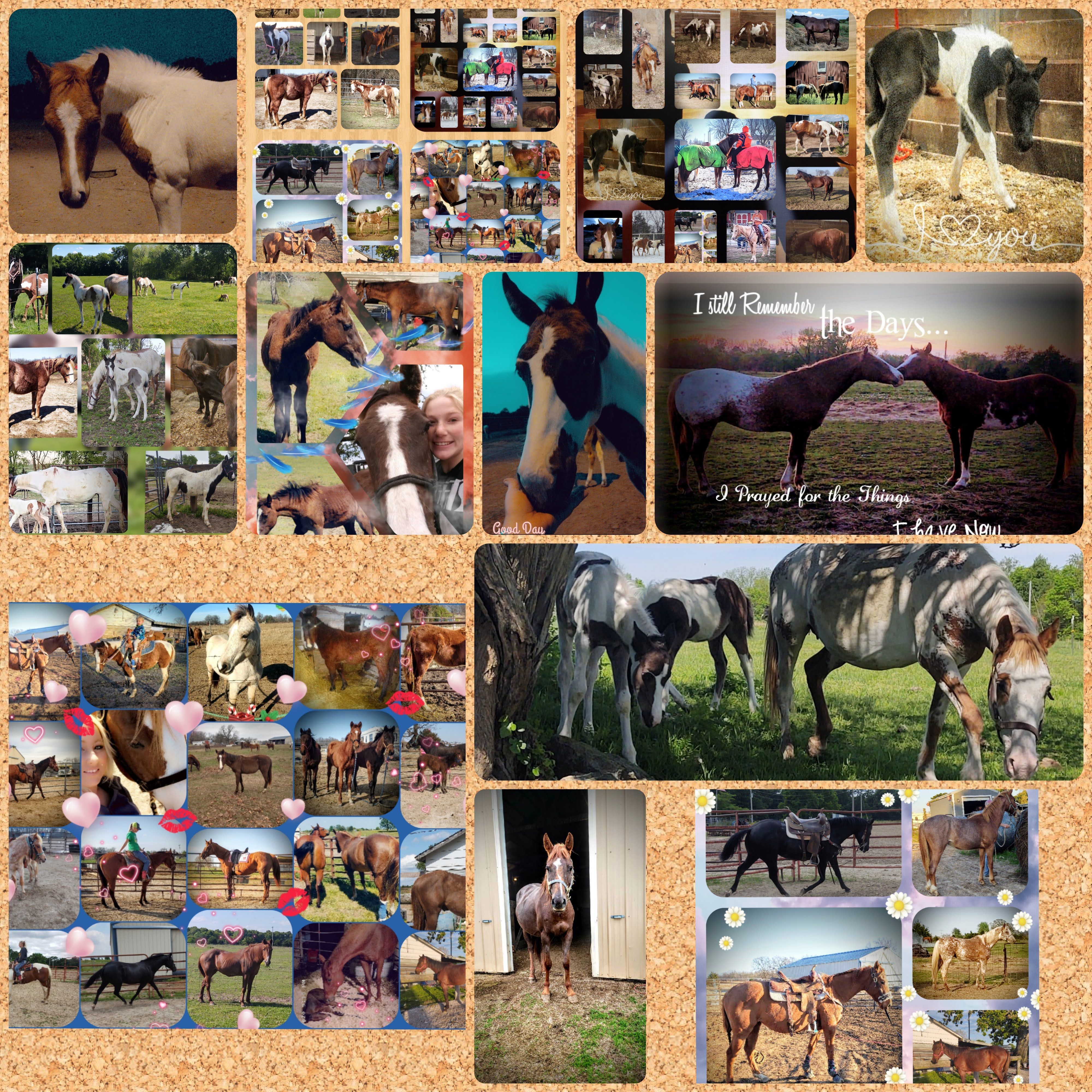 Angel wings equine rescue