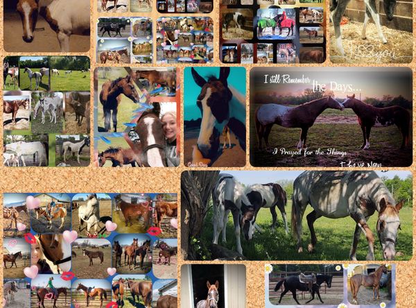 Angel wings equine rescue