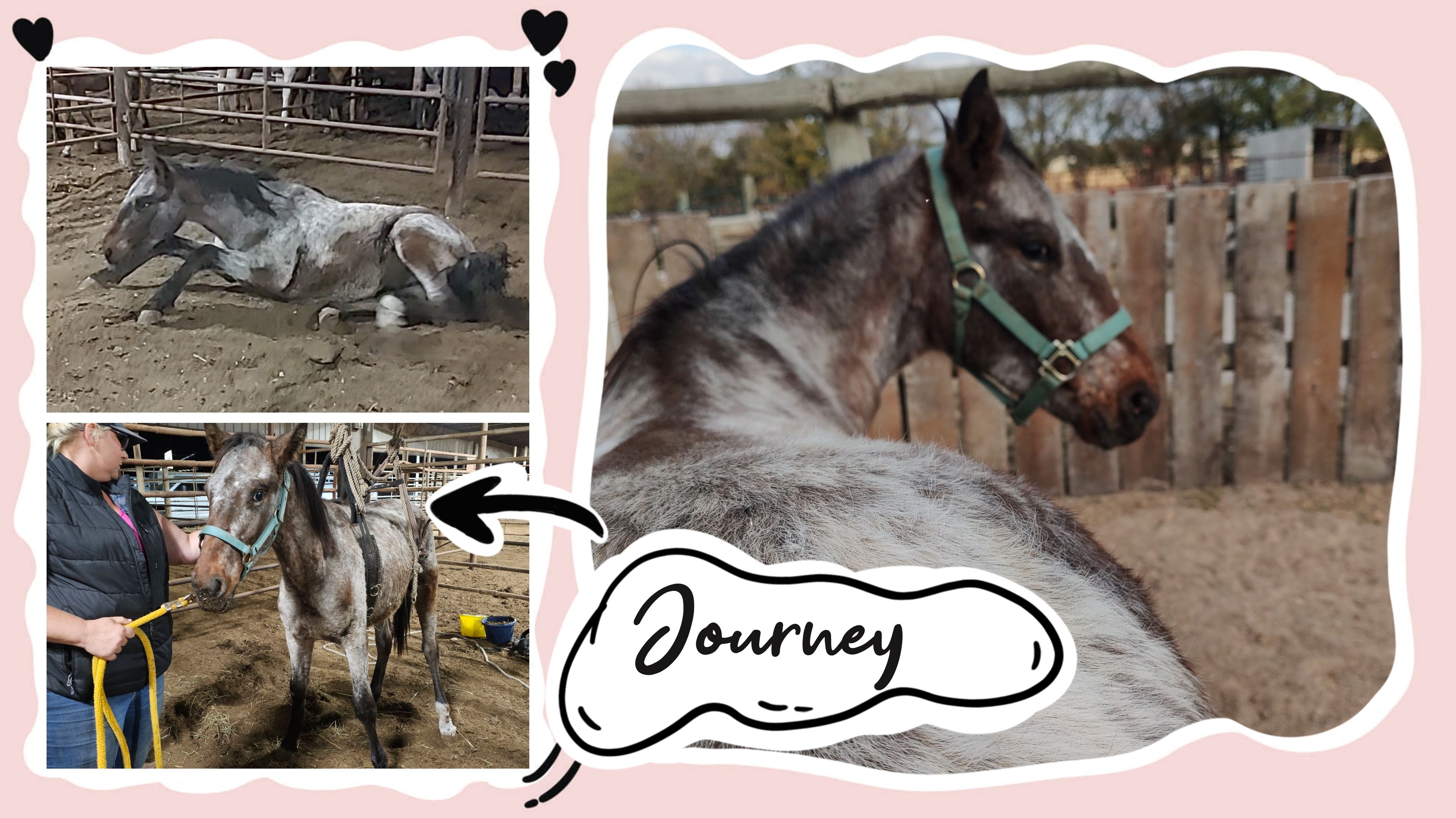 Angel wings equine rescue