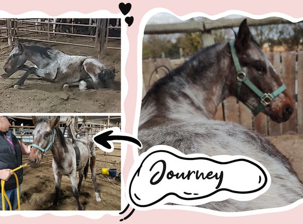 Angel wings equine rescue