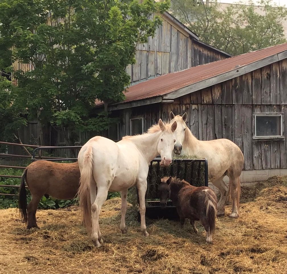 Rosemary Farm Sanctuary