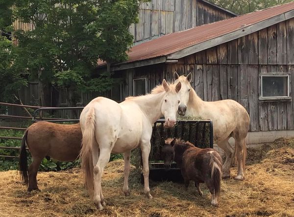 Rosemary Farm Sanctuary