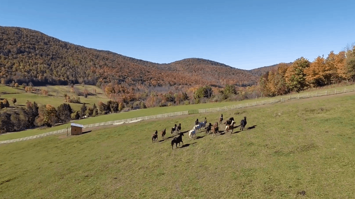 Rosemary Farm Sanctuary