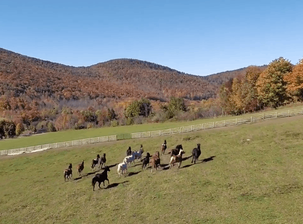 Rosemary Farm Sanctuary