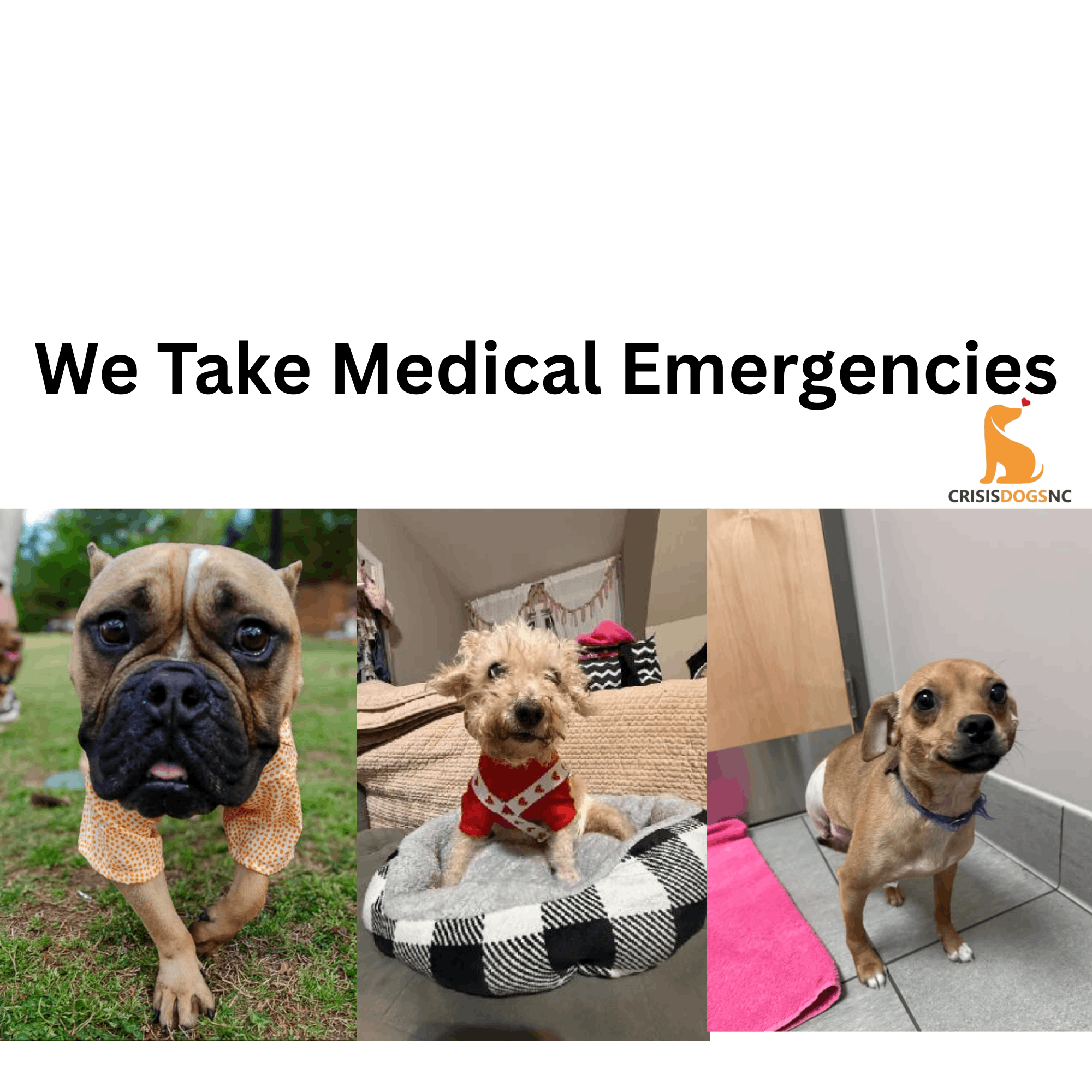 CrisisDogsNC