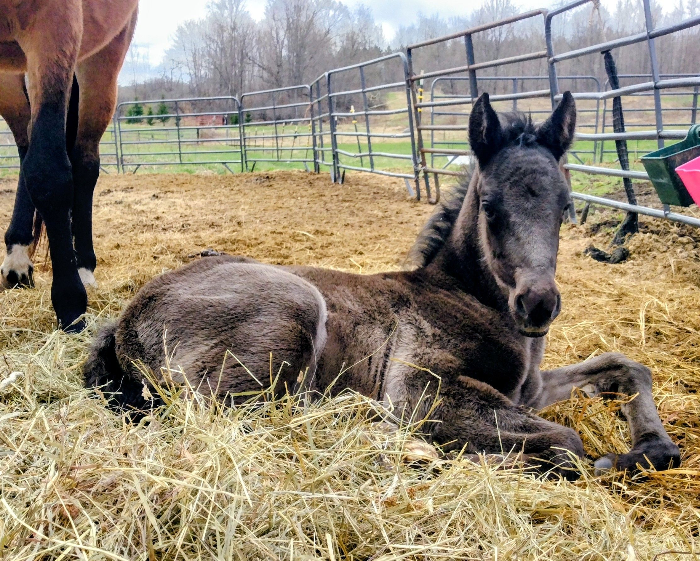 NNNH Rescue Rehab and Sanctuary