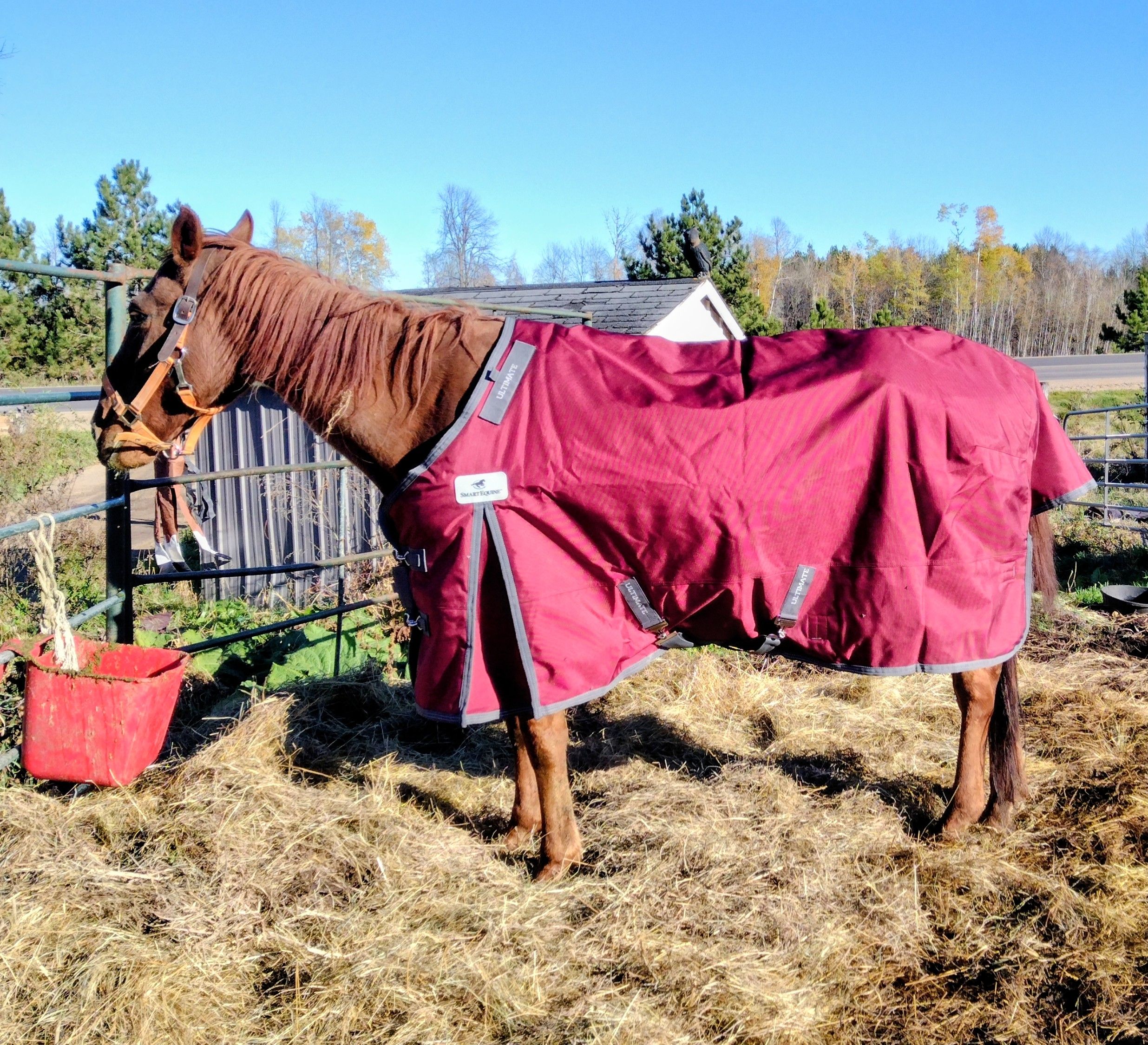 NNNH Rescue Rehab and Sanctuary