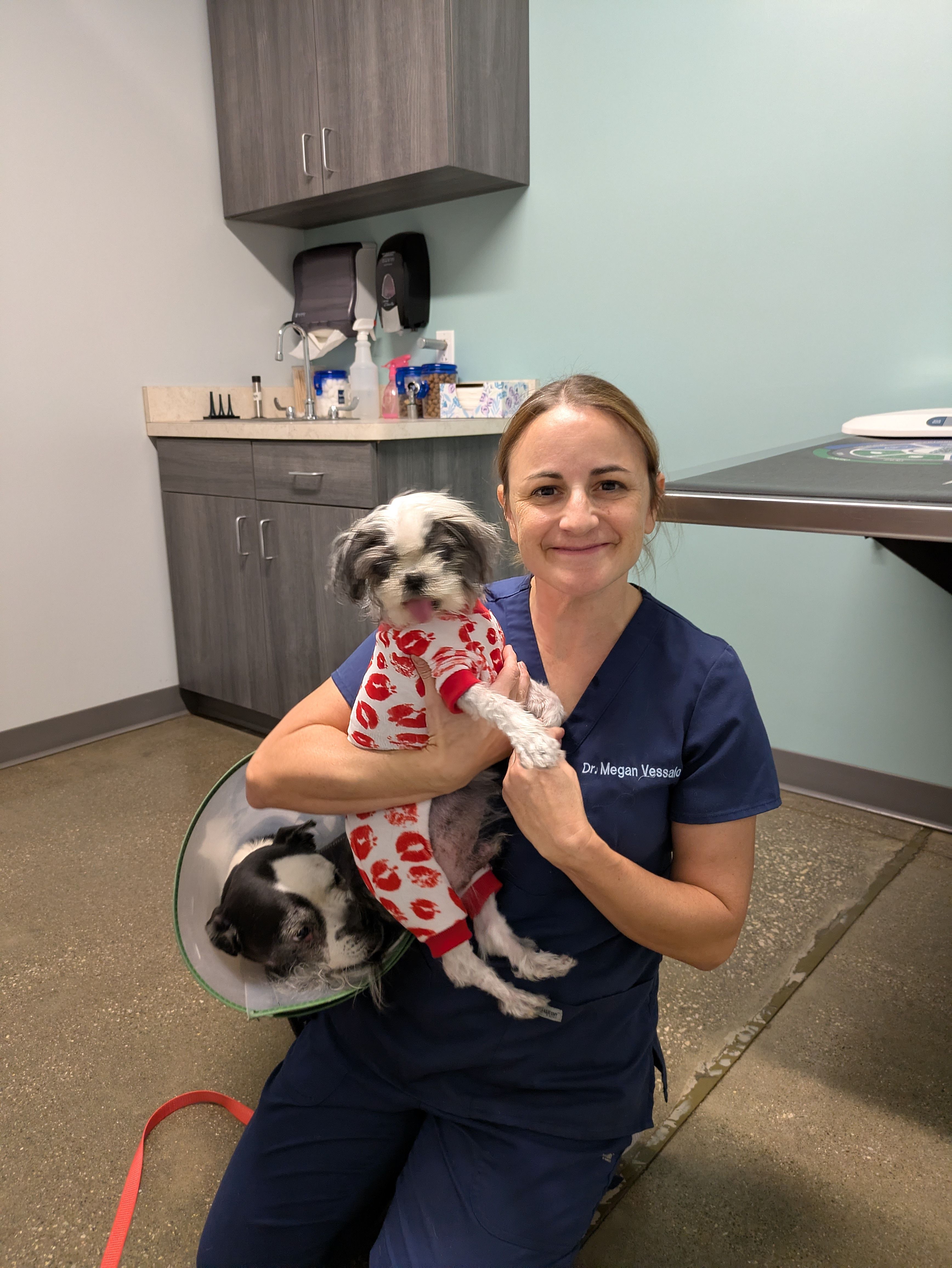 The Sanctuary for Senior Dogs