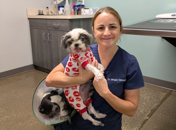 The Sanctuary for Senior Dogs