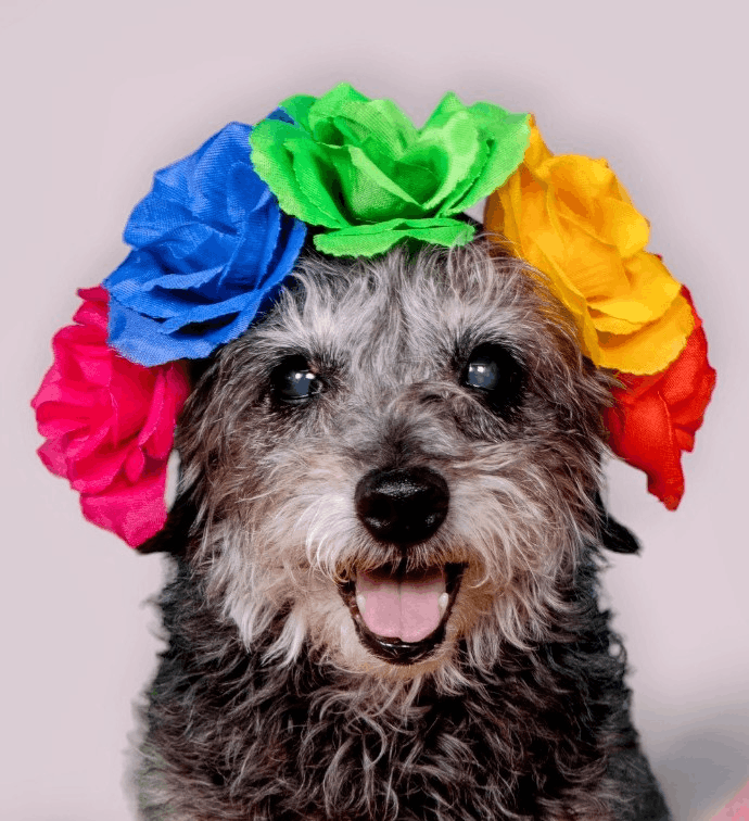 The Sanctuary for Senior Dogs