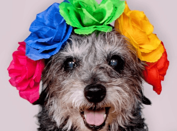 The Sanctuary for Senior Dogs