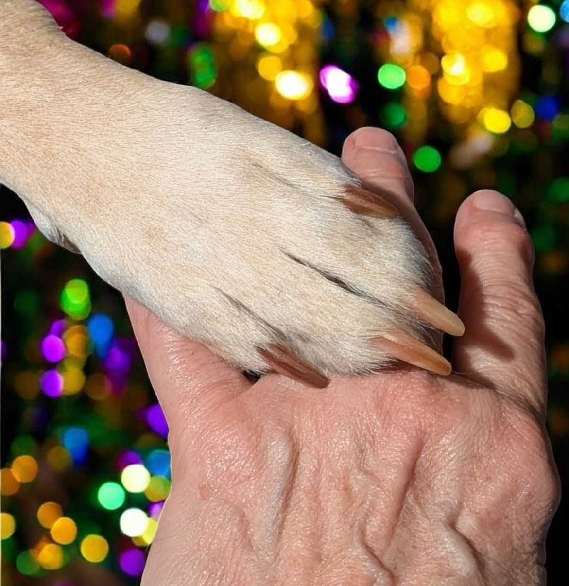 The Sanctuary for Senior Dogs