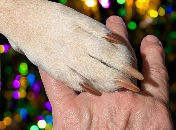 The Sanctuary for Senior Dogs